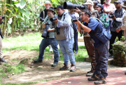 Perico Cabecirrojo cautiva a ornitólogos colombianos en Mérida