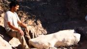 El descubrimiento de un dinosaurio carnívoro que cambia lo que sabían los especialistas