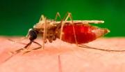 Suman 32 los casos de leishmaniasis cutánea humana en la provincia