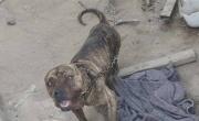 Ataque de un pitbull en La Plata: un joven perdió parte de un dedo al intentar separar a su mascota