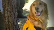 Croquetas para perro: el Tigre se solidariza con un albergue