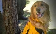 Croquetas para perro: el Tigre se solidariza con un albergue