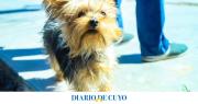 Esto es lo primero que tenés que hacer cuando volvés de pasear con tu perro