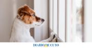 Según expertos, esto es lo que siente tu perro cuando lo dejás solo