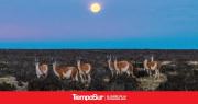 Los guanacos de Monte León en el atlas mundial de ungulados
