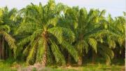 El árbol de petróleo vegetal que es el más consumido del mundo