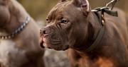 Un joven de La Plata fue atacado por un pitbull en medio de una pelea de perros y perdió un dedo