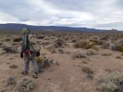Encontraron un roedor en Chubut que creían extinguido: es único en el mundo