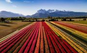 Tulipanes Patagonia ya abrió sus puertas: cómo y cuándo ir a visitar esta maravilla de Trevelin