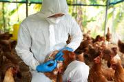 Influenza aviar: Senasa confirmó un caso en Buenos Aires
