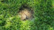Jardinería: qué ingrediente colocar en los pelones de tierra donde el pasto no crece
