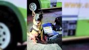Condenaron a una neuquina que fue atrapada con droga en la Ruta 22 gracias al perro Máximo