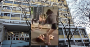 Una chica terminó internada en La Plata después de una brutal pelea a la salida de un boliche en el centro