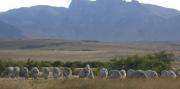 Chile restituyó el reconocimiento a la zona libre de aftosa sin vacunación a la Patagonia y se reabre el mercado para la carne ovina y mercancías bovinas