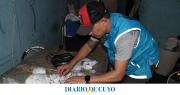Desmantelaron al “Clan Mareco” en la Villa 1-11-14: detuvieron a una embarazada e incautaron $24 millones en dosis de cocaína