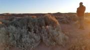 Cómo es el roedor que creían extinto y reapareció en Chubut: el hallazgo que asombra a los expertos