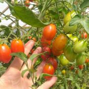 Buena Vida: una chacra que sueña y cultiva futuro en Centenario