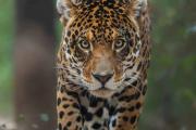 Un fotógrafo argentino ganó un concurso mundial con la imagen de un yaguareté chaqueño