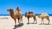 No es el caballo: el animal que utilizaban los ejércitos y que bebe 40 litros de agua en solo 15 minutos