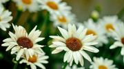 Cómo cuidar una planta de margaritas en octubre para llenar de color y vida el jardín