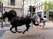 Quaker, el caballo de la Caballería Real que irrumpió en las calles de Londres, se jubila
