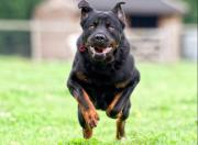 Guardería sin licencia y muerte por ataque de perros: el caso que conmueve a Georgia