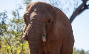 Murió Pupy, la última elefanta que había sido trasladada del Ecoparque a Brasil