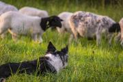 Qué reveló un estudio sobre la hidatidosis en los perros en Patagonia