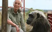 ¿Quién era Jane Goodall, la científica que dedicó su vida a los primates y defensora de la naturaleza?