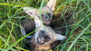 Dos cachorros de aguará guazú fueron rescatados y son rehabilitados en Temaikèn