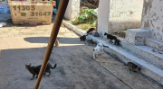 Proteccionistas juntan firmas para continuar ayudando a casi 20 gatos que viven en un cementerio de Tres de Febrero