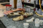 Del campo al quirófano: huesos de vaca para regenerar tejido humano