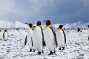 Los pingüinos son los inesperados agentes de contaminación en la Antártida