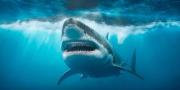 Reaparece el tiburón blanco más grande del mundo en aguas canadienses