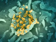 Siete virus que pueden causar cáncer