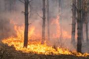 Incendios devastadores retardan la recuperación forestal