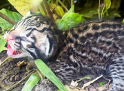 Cría de cunaguaro desafía la extinción en el Zoológico Las Delicias de Maracay