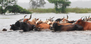 Beni: situación crítica por muerte de 5 mil reses por las últimas inundaciones