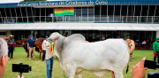 El Nelore Mocho volvió a destacar en Expocruz