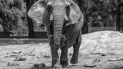 Murió Pupy, la elefanta de 35 años que viajó del Ecoparque porteño a un santuario de Brasil
