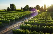 Mansas Bodegas: la nueva forma de recorrer Mendoza entre vino, historia y paisajes