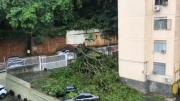 VIDEO: Árbol cayó sobre varios vehículos en El Marqués tras fuertes lluvias registradas este 12-Oct