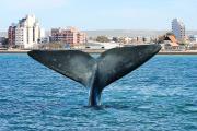 Asamblea anual de ADEPA: La prensa argentina se reúne en Puerto Madryn