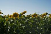 Declaran el alerta fitosanitaria en todo el país y peligra el cultivo de girasol