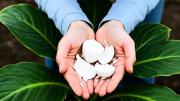 Para qué sirve frotar cáscaras de huevo en las plantas: un truco casero efectivo