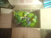 Pofoma rescata 28 aves silvestres enviadas como encomienda de Cochabamba a Oruro