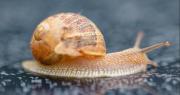 Caracol causa accidente múltiple en Italia: esto ocurrió