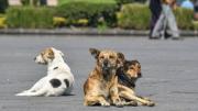 Envenenamiento masivo de mascotas en Lara: ¿cómo actuará la Fiscalía en este caso?