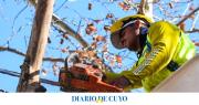 Operativo de despeje de luminarias y corte de ramas bajas: el cronograma