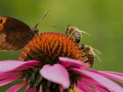Alarma: un 10 % de abejas silvestres y un 15 % de mariposas, en peligro de extinción
